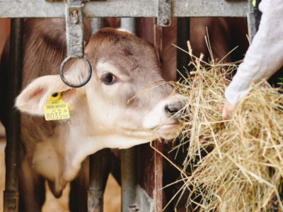 Kalb mit Heu