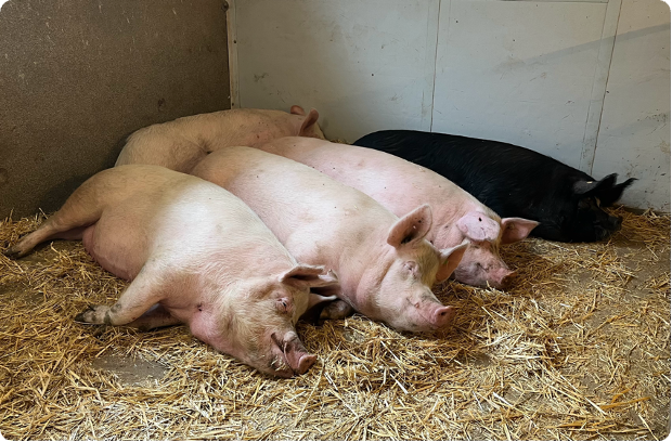 5 Schweine, schwarz und rosa liegen auf Stroh im Stall