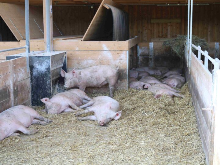 Mastschweine im Stall