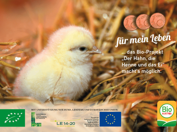 Plakat Der Hahn, die Henne und das Ei