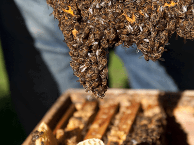 Bienen auf der Beute