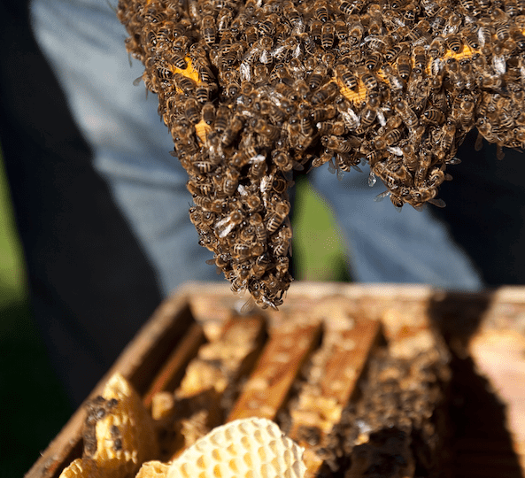Bienen auf der Beute