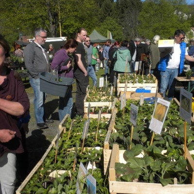 Besucher beim betrachten der Jungpflanzen