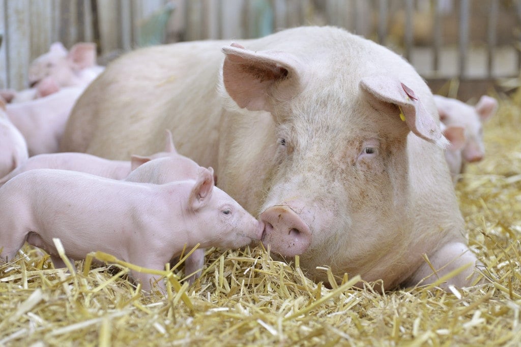 Mutterschweine mit ihren Ferkeln auf Stroh