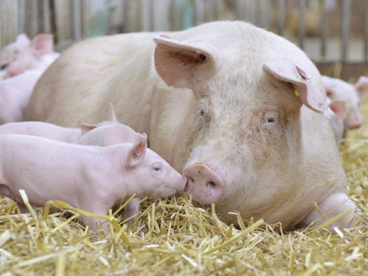 Mutterschweine mit ihren Ferkeln auf Stroh