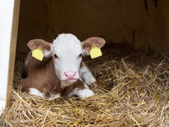 © Dollar Photo Club