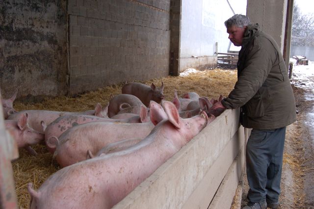 Schweine im Auslauf