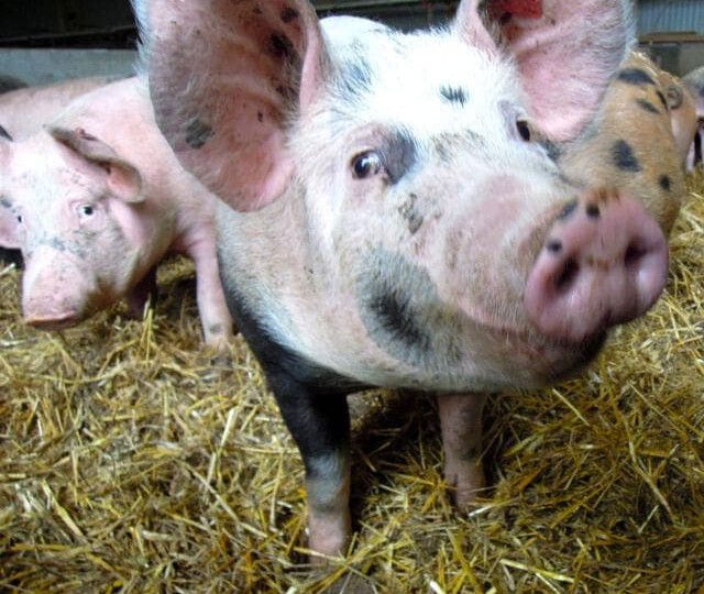 Schwein