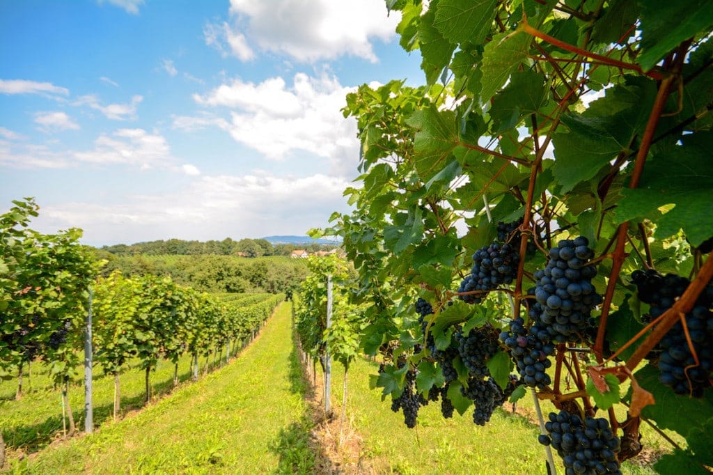 Weinfeld mit blauen Weinreben