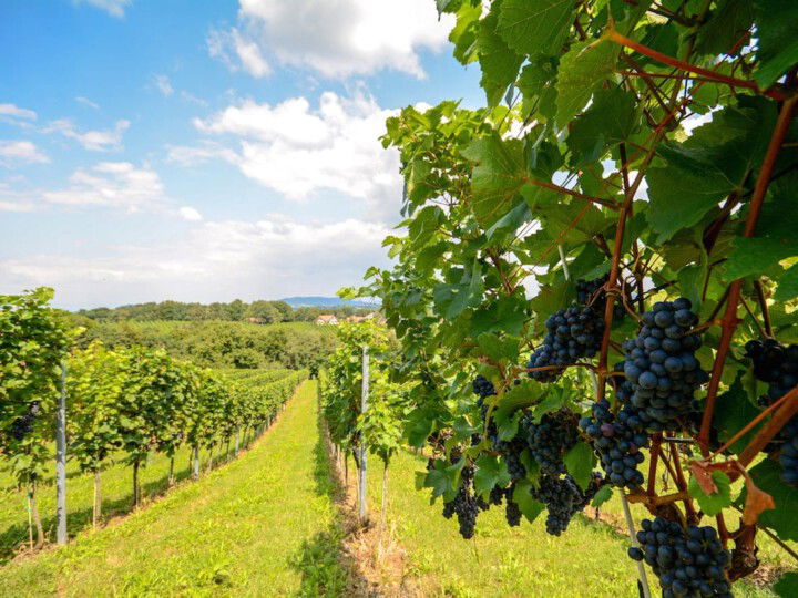 Weinfeld mit blauen Weinreben