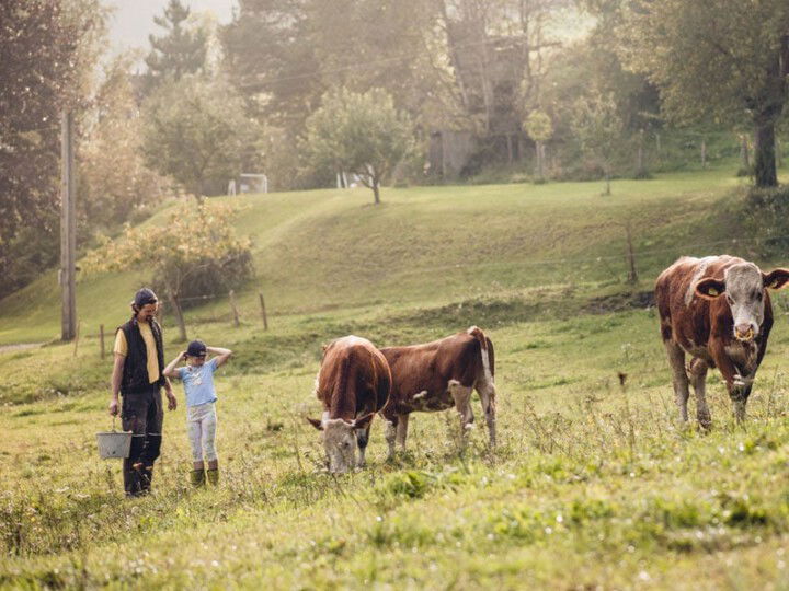 © Bio Ernte Steiermark Rinder auf der Weide