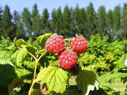 Himbeeren