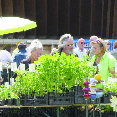 Besucher mustern die Jungpflanzen