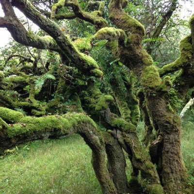 mit Moos bewachsener verschungener Baum