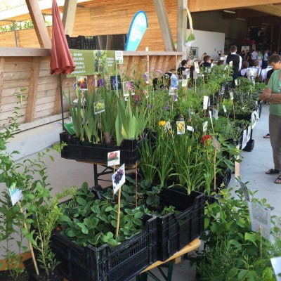 Jungpflanzen am Biofest Güssing 2016