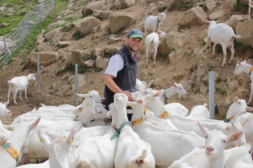 Ziegenbauer umringt von Ziegen