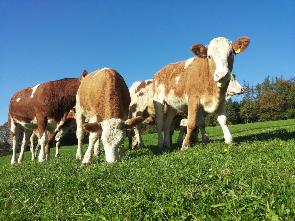 Kalbinnen auf der Weide