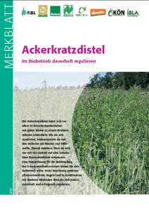 MB_Ackerkratzdistel