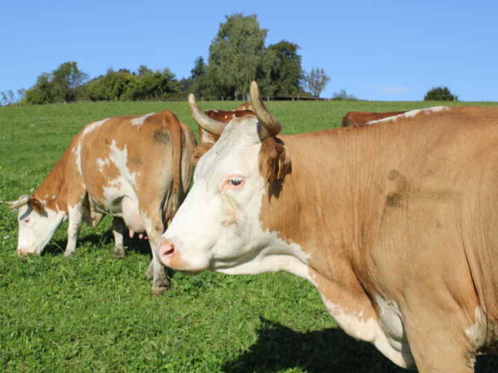 © BIO AUSTRIA/Edler Milchkühe auf der Weide