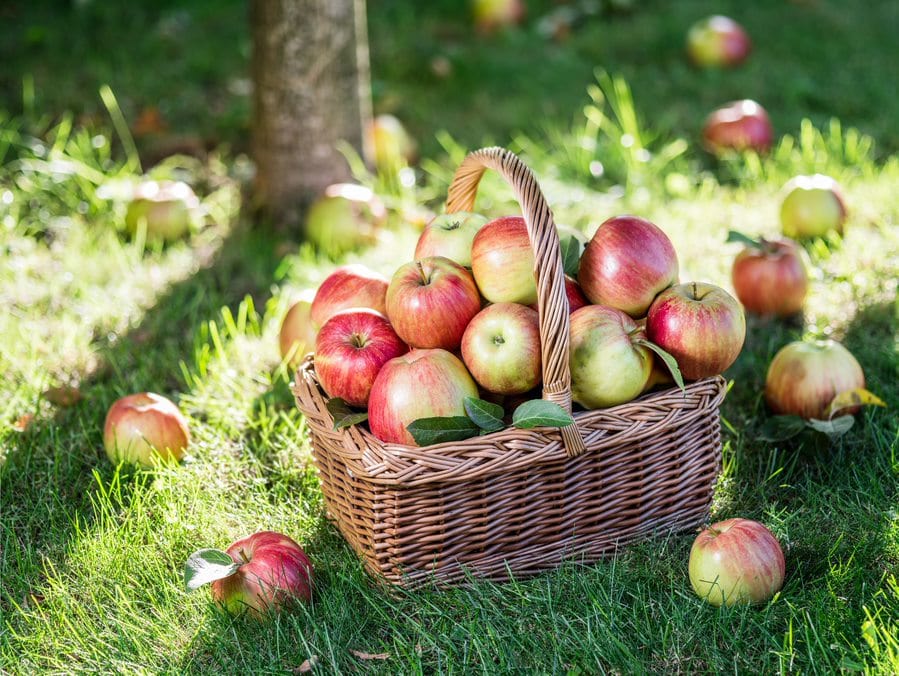 Korb mit Äpfel