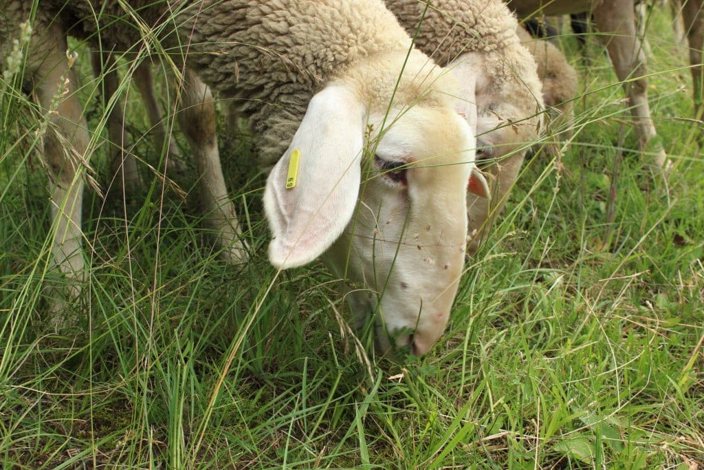 Schafe auf der Weide