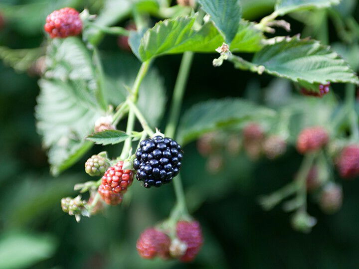 Brombeeren