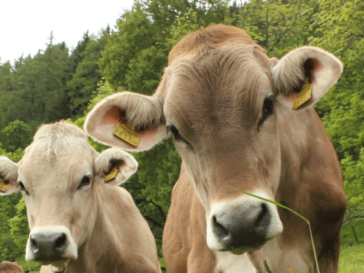 Rinder auf der Weide