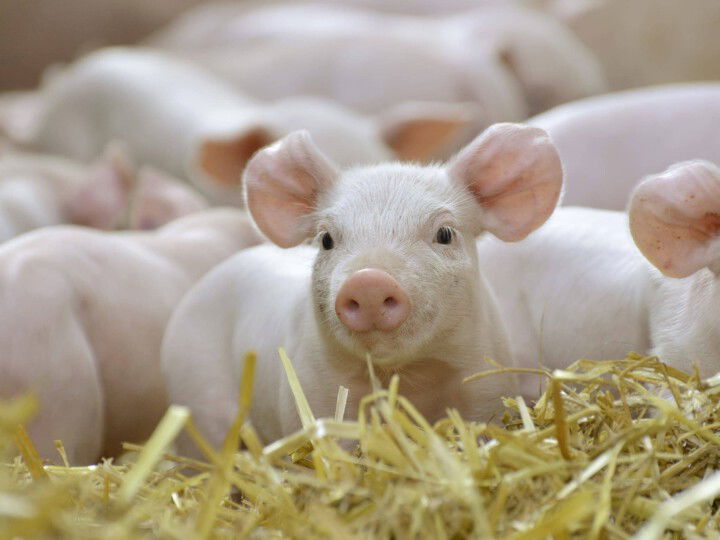 junge Ferkel auf Stoh