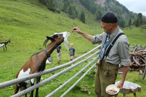 Ziege und Mann