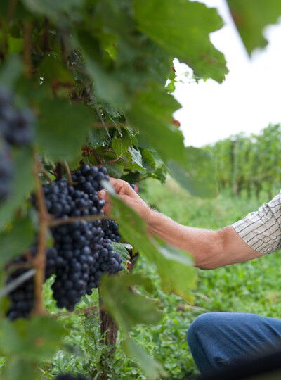 Weinreben mit Trauben