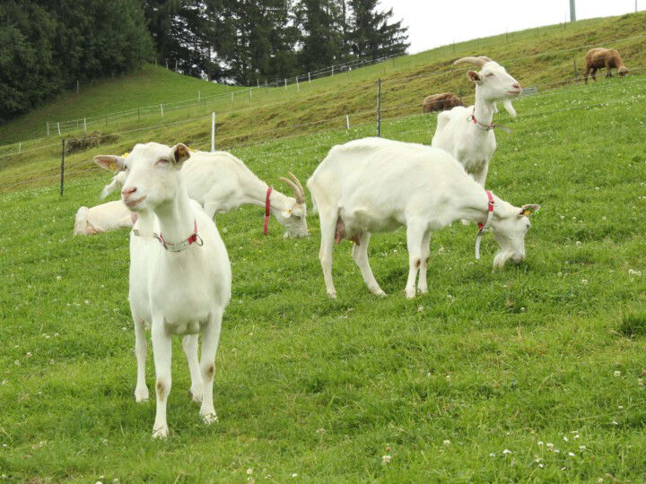 Ziegen auf der Weide