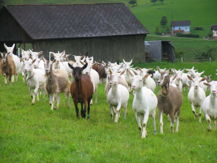 Ziegen auf Weide