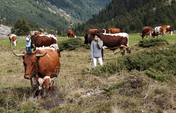 Bio-Almweide mit Pinzgauer Kühen