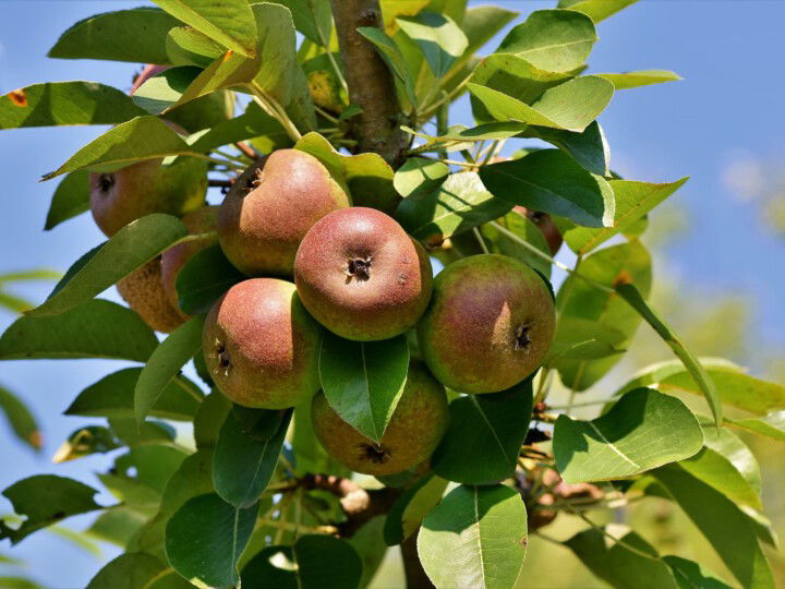 Äpfel auf Ast