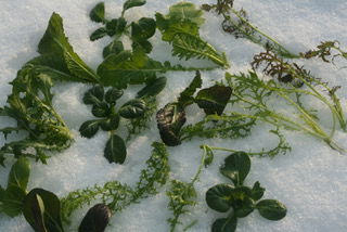 Blätter von Winersalaten im Schnee