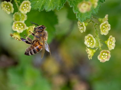 Biene auf Blüten
