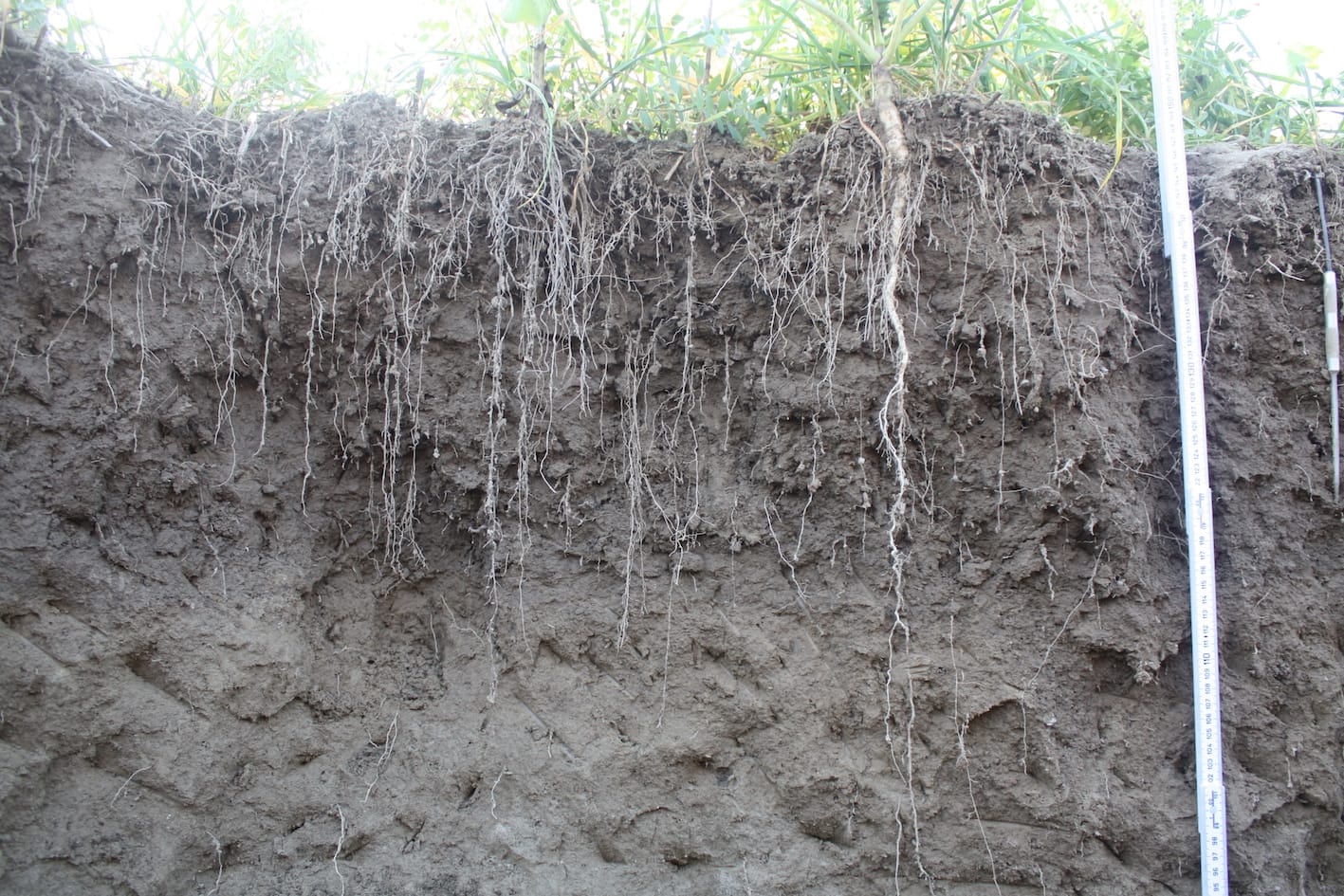 Regenerative Landwirtschaft: Bodenaufbau für gesunde Ernten