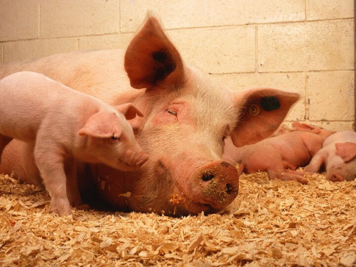 Schweinemutter mit ihern Ferkeln im Stall